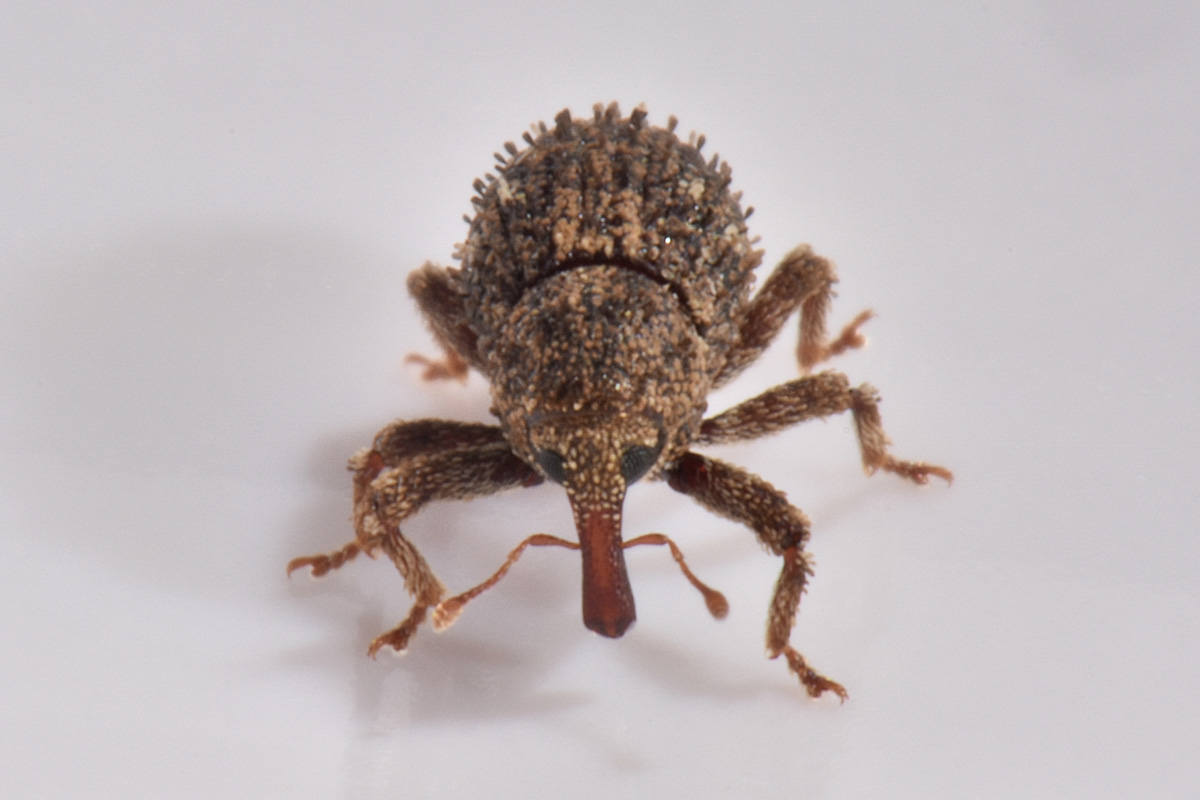 Curculionidae: Acalles sp?  Sì, Acalles temperei!